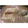 Image 1 : African Lion hide