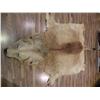 Image 2 : African Lion hide