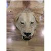 Image 4 : African Lion hide