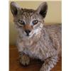 Image 3 : African Wild Cat