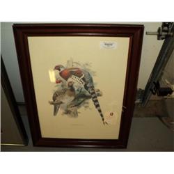 PRINT OF CALOPHASIS ELLIOTI (BIRDS) {print sequence:} 337