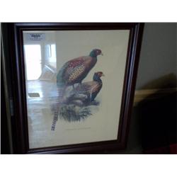 PRINT OF PHASIANUS DECCOLLATUS (PHEASANTS) {print sequence:} 328