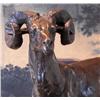 Image 3 : Splendid Bronze Sculpture Big Horn Sheep