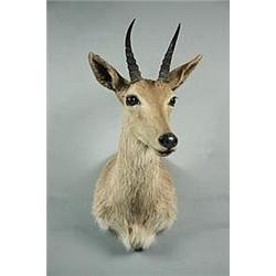 EXOTIC BIG GAME TAXIDERMY MOUNT - Taxidermy Mount of a