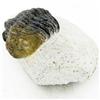 Image 1 : 665ct Fossilized Tribolite On Base Material (MIN-000239)