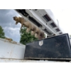 Image 12 : 2019 KENWORTH T370 Digger Derrick Truck