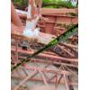 Image 6 : (3) LATTICE BOOM SECTIONS