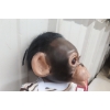 Image 5 : Ashton-Drake “Zeke” Realistic Chimpanzee Doll With Romper, Box & COA