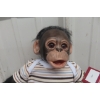 Image 2 : Ashton-Drake “Zeke” Realistic Chimpanzee Doll With Romper, Box & COA