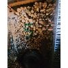 Image 1 : POPLAR LOGS FOR FIREWOOD ROUGHLY 5 CORD