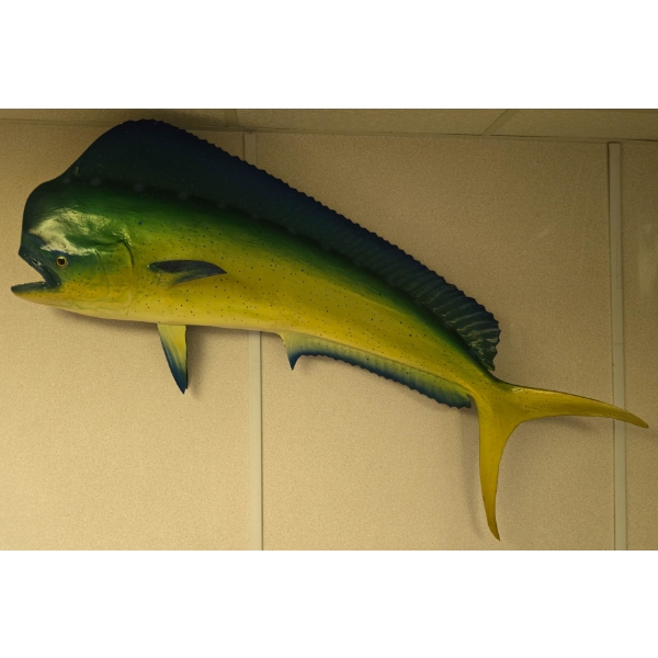 LARGE HEAVY FISH WALL MOUNT DISPLAY