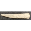 Image 5 : WHALE - SIGNED - BONE