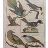 Image 2 : "HISTOIRE NATURELLE, ORNITHOLOGIE" BY JEAN-BAPTISTE OUDRY (1686 - 1755)