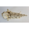Image 10 : MONSTER - SIGNED - BONE
