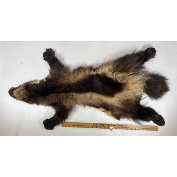 ALASKIAN WOLVERINE - VERY GOOD CONDITION