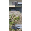 Image 2 : 40FT EXT LADDER