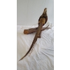 Image 5 : GOLDEN PHEASANT TAXIDERMY