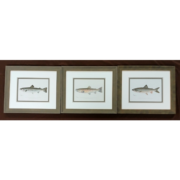 LOT OF 3 - "LAKE TROUT," "ROCKY MOUNTAIN TROUT" & "QUANANICHE" BY DENTON - FRAMED PRINTS