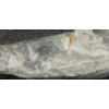 Image 9 : BEAR TO SEAL TRANSFORMATION - SIGNED - STONE