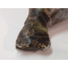 Image 8 : BASKING SEAL BY CHARLIE (PRS CDN ARTIST) - STONE