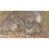 Image 4 : "EARLY MORNING COTTONTAILS" BY CHRISTINE MARSHALL (PRS CDN ARTIST) - PRINT