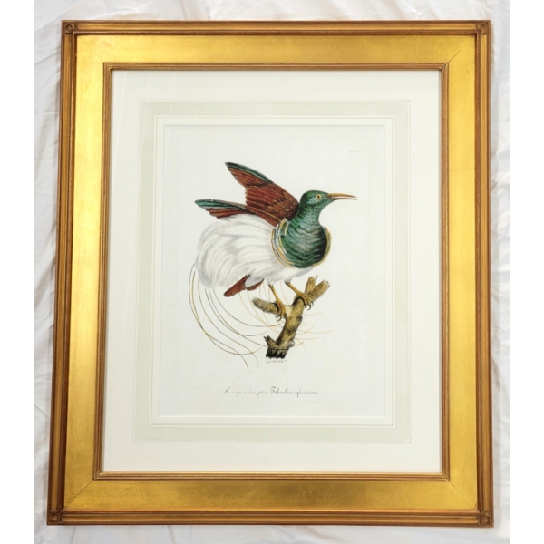 TWELVE-WIRED BIRD-OF-PARADISE STUDY BY PAUL LOUIS OUDART (1796 -1860) - FRAMED PRINT 