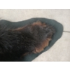 Image 8 : BLACK BEAR SKIN RUG