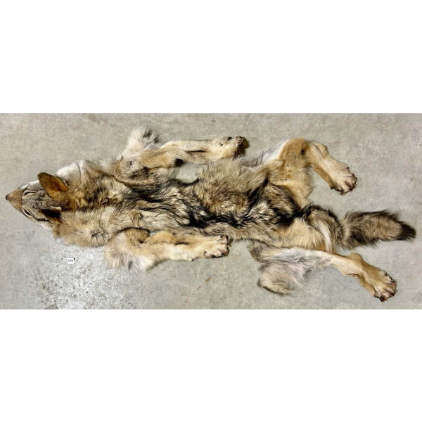 COYOTE FUR PELT