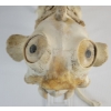 Image 8 : MONSTER - SIGNED - BONE