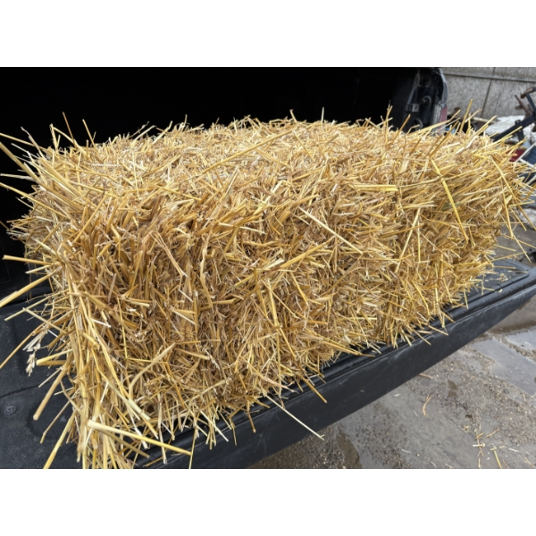 LOT OF 25 - WHEAT STRAW BALES 