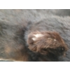 Image 4 : BLACK BEAR SKIN RUG