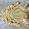 Image 7 : CINAMMON COYOTE FUR PELT