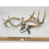 Image 1 : LOT OF 2 - PAIR OF DEER ANTLER SHEDS