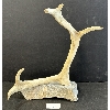 Image 4 : ANTLER - SIGNED - ANTLER & STONE