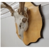 Image 4 : MOUNTED BUCK SKULL
