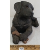 Image 2 : LAB PUP SANDICAST SCULPTURE