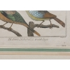 Image 3 : "HISTOIRE NATURELLE, ORNITHOLOGIE" BY JEAN-BAPTISTE OUDRY (1686 - 1755)