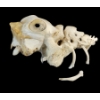 MONSTER - SIGNED - BONE