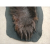 Image 5 : BLACK BEAR SKIN RUG