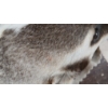 Image 6 : BADGER SKIN RUG