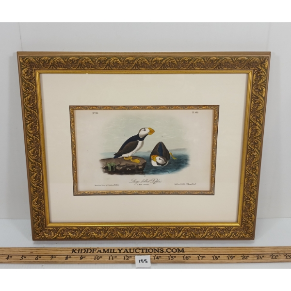 "LARGE BILLED PUFFIN" BY J.J. AUDUBON - FRAMED LITHOGRAPH PRINT