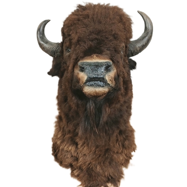 TAXIDERMY BUFFALO MOUNT 