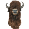 Image 1 : TAXIDERMY BUFFALO MOUNT 