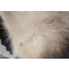 Image 7 : BADGER SKIN RUG