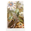 Image 3 : LOT OF 2 - "SILK-WORM & MOTHS" & "CICADAE, LANTERN FLY, ETC" - PAINTED LITHOGRAPH