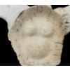 Image 8 : SPIRIT FIGURE BY UNKNOWN ARTIST - BONE
