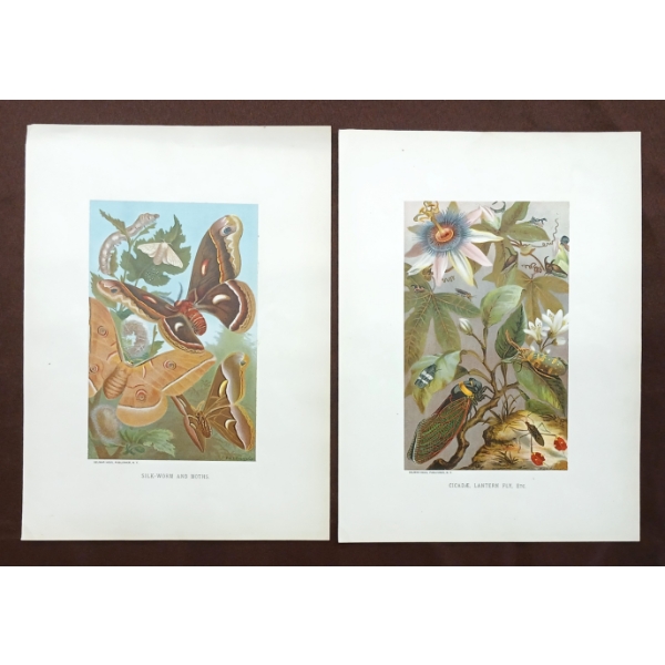 LOT OF 2 - "SILK-WORM & MOTHS" & "CICADAE, LANTERN FLY, ETC" - PAINTED LITHOGRAPH