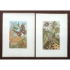 Image 1 : LOT OF 2 - "SILK-WORM & MOTHS" & "CICADAE, LANTERN FLY, ETC" - PAINTED LITHOGRAPH