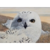 Image 2 : SNOWY OWL BY MARTEN VISSER (PRS CDN ARTIST) - FRAMED OIL ON BOARD