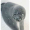Image 3 : SEAL - SIGNED - STONE 
